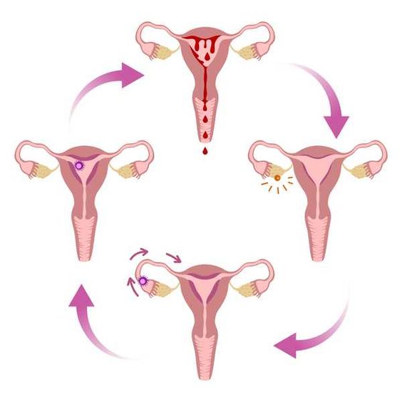 atividade fisica saude mulher tpm menopausa