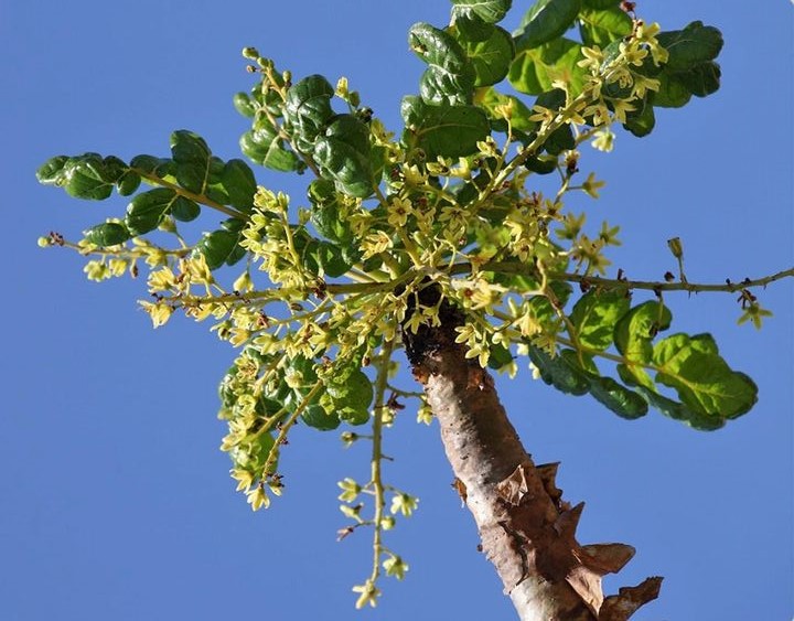 Dores articulares Boswellia Serrata Arvore Medicinal Articulações