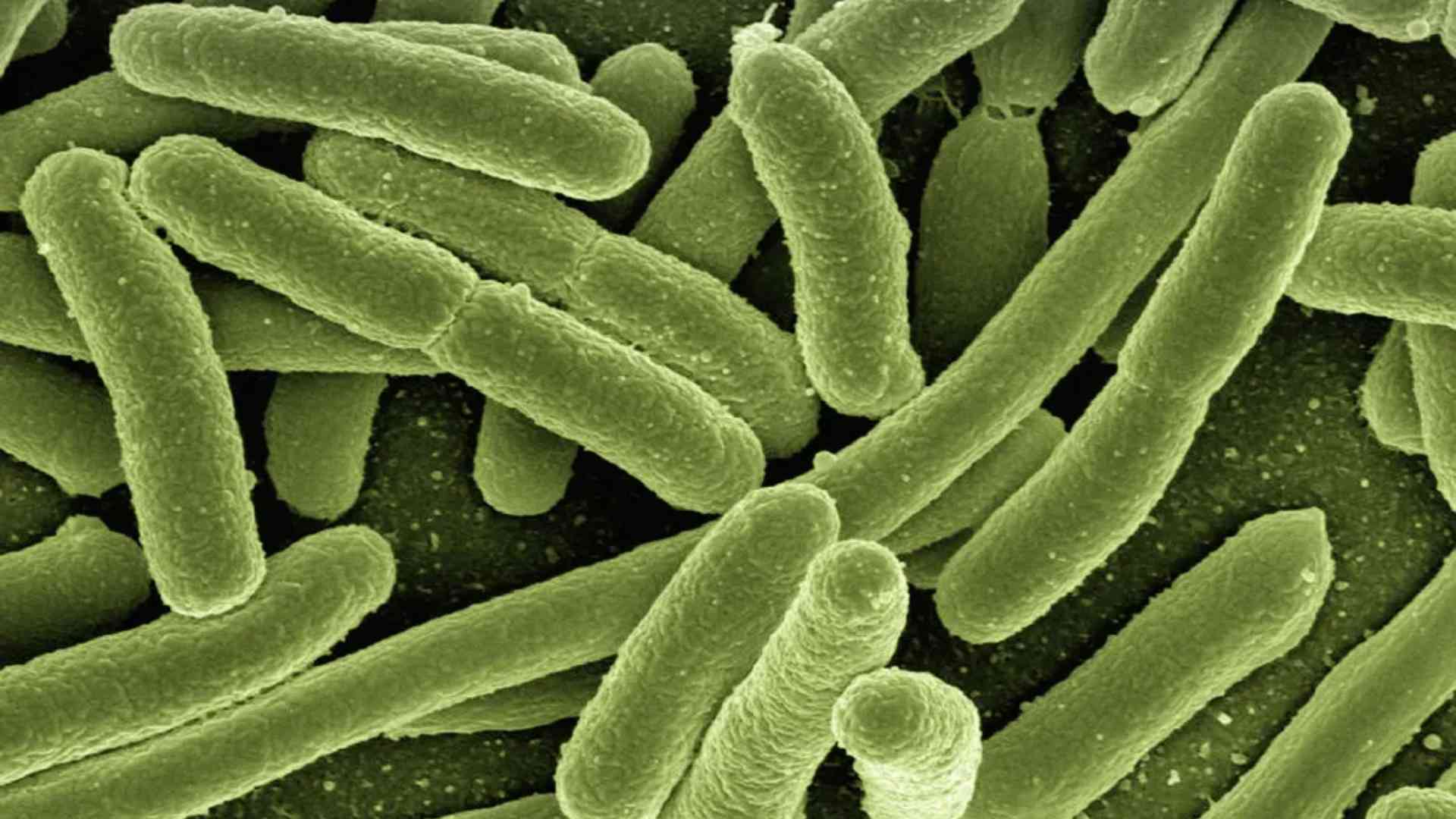Como-a-microbiota-intestinal-influencia-na-sua-saude-e-imunidade