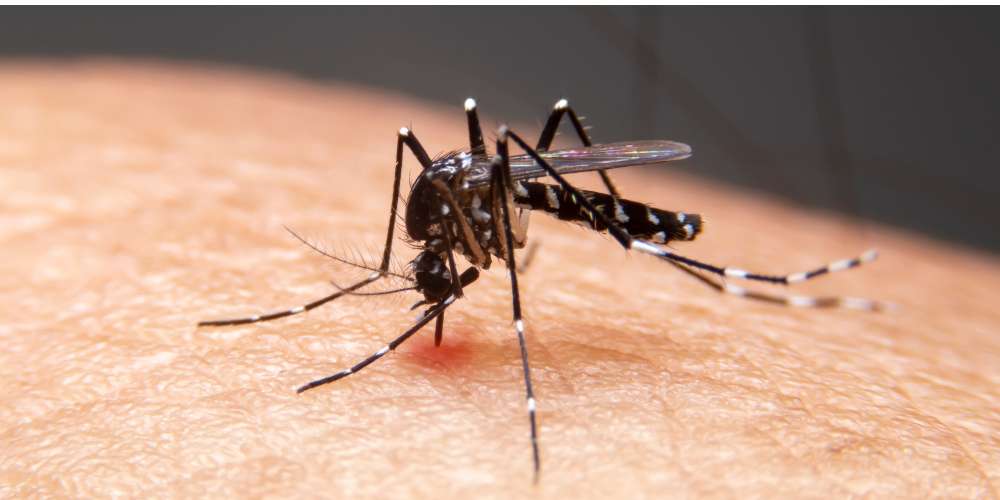 Dengue Como Identificar os Sintomas e se Proteger da Doença